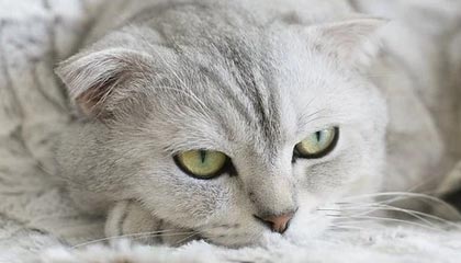 24小时在线影院视频在线观看：一场不打烊的视听盛宴