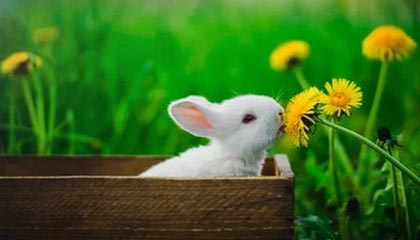 国产热门事件黑料吃瓜网的生长之道：洞察传播的商业模型